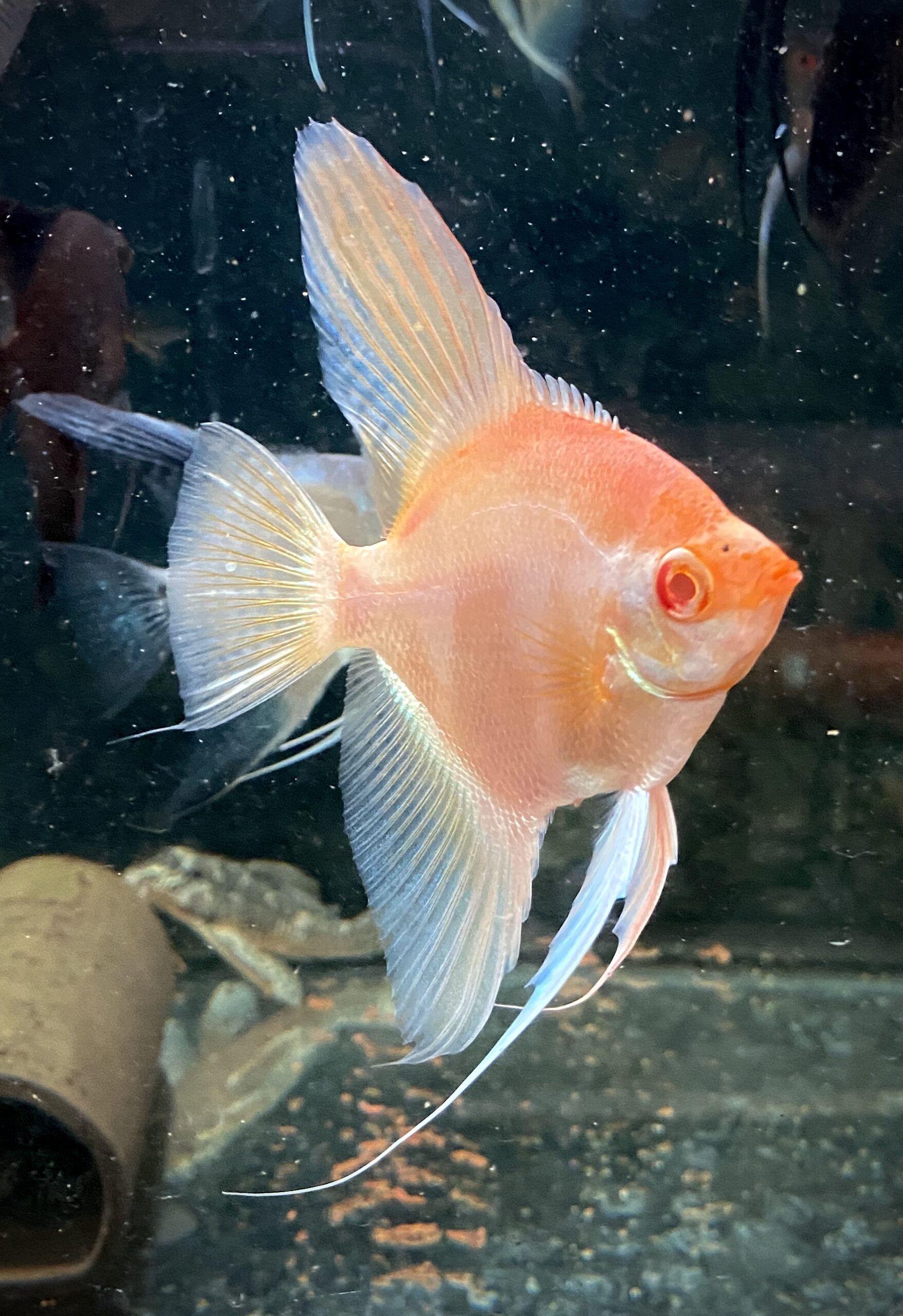 Skalar Albino Pinoy