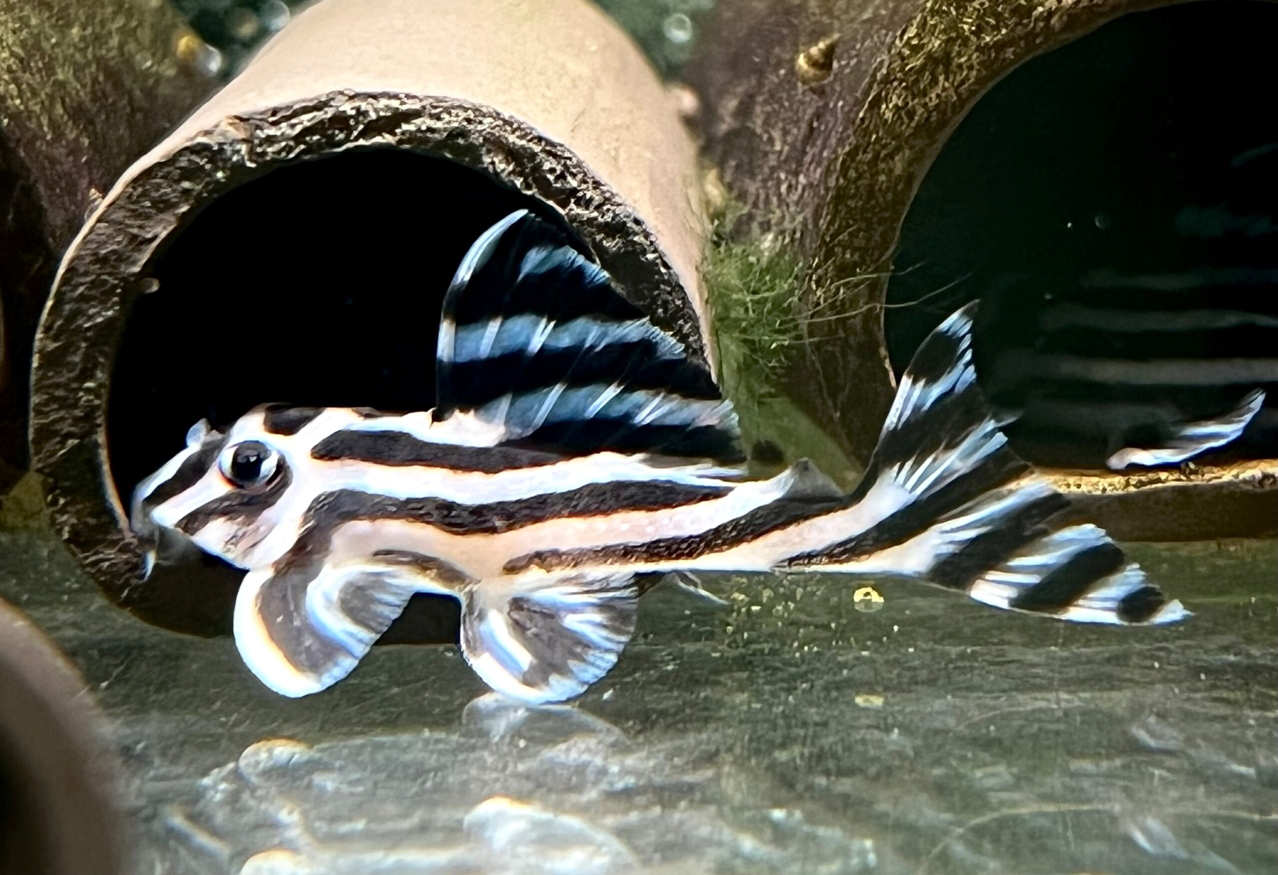 Skalar L46 – Zebra-Harnischwels